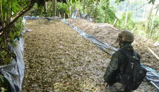 Encontraron gran cantidad de hojas de coca a punto de ser procesadas. Foto referencial