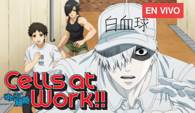 Cell at Work! Season 2 - Hataraku Saibou!! - Trailer HD 