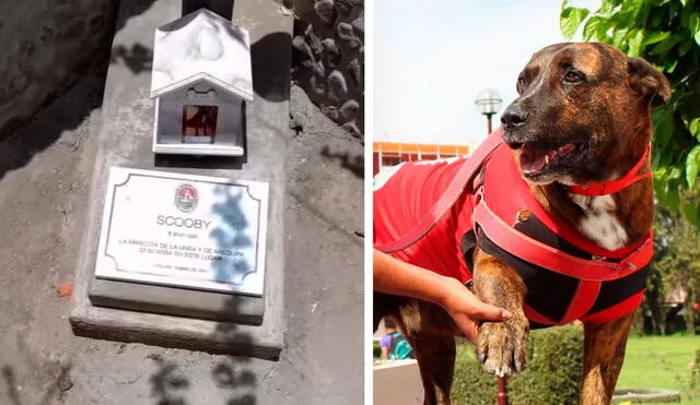 La Universidad Nacional de San Agustín decidió rendirle un homenaje a uno de los perros más queridos en Arequipa, llamado Scooby. Foto: UNSA/ Facebook