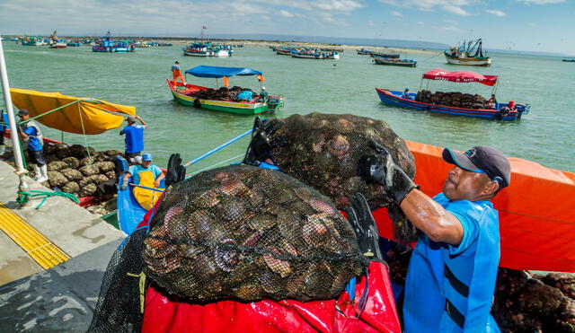 Una embarcación Amype es cuando se produce de 3.5 a 150 toneladas brutas de concha de abanico. Foto: Juan Nunura