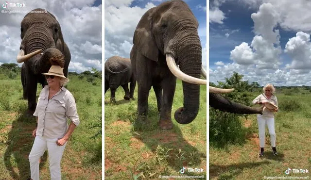 Así fue la interacción entre la elefanta y la turista. Foto: captura de TikTok / @angelinestraatmancesar5