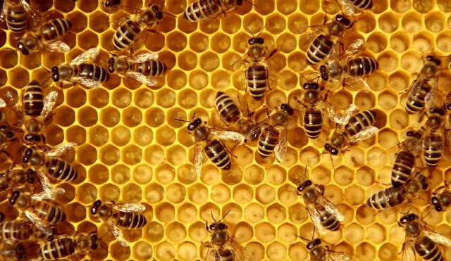 Bee Queen Detector solo está disponible para dispositivos Android. Foto: difusión