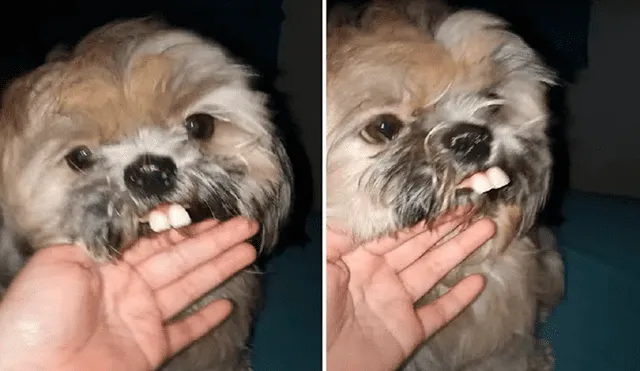 Perro 'roba' dentadura postiza y protagoniza divertida escena. Foto: captura de YouTube