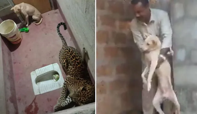 El can logró salir ileso y vecinos de la zona recurrieron a las autoridades para retirar al feroz leopardo. Foto: @prajwalmanipal
/ Twitter