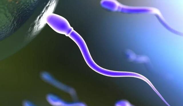 Ilustración de un espermatozoide tratando de introducirse en el óvulo. Foto: RFI