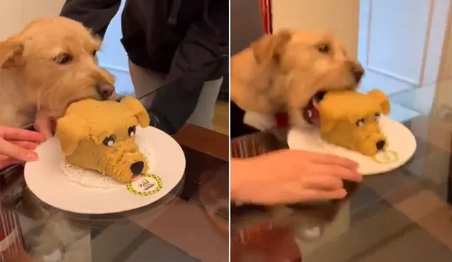 El can se 'emocionó' por recibir su pastel de cumpleaños y no aguantó las ganas de comérselo. Foto: captura de TikTok
