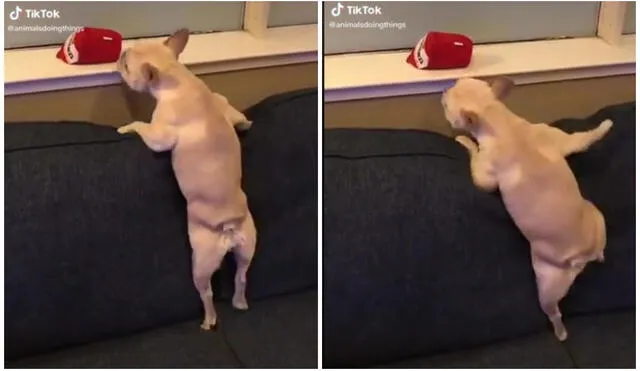 El intento de agarrar el objeto, protagonizado por el bulldog francés, ha sido visto por miles de usuarios. Foto: captura de TikTok (@animalsdoingthings)