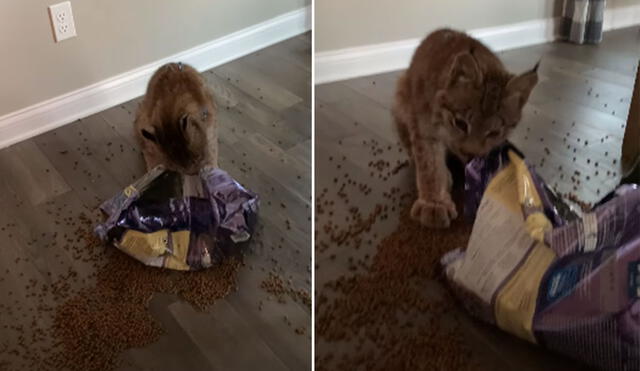 El felino fue sorprendido por su dueña, pero continuó comiéndose todas las galletas que pudo. Foto: captura de YouTube