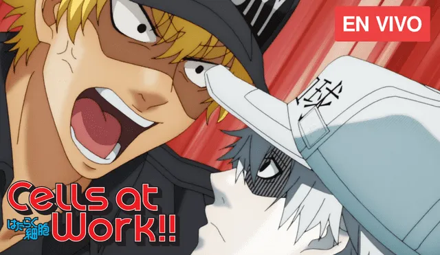 Assistir Hataraku Saibou 2 (Cells at Work!) - Todos os Episódios