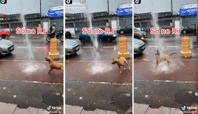 El perrito quiso darse un 'chapuzón' y jugar con el agua de la lluvia. Foto: captura de TikTok