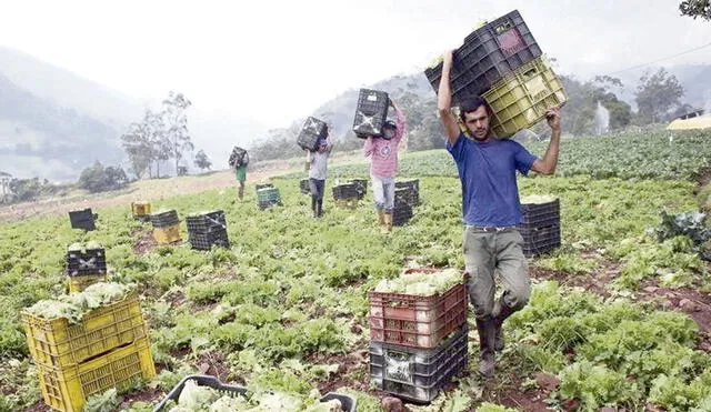 Agricultura. También se espera colocar, a julio, los S/ 440 millones del fondo Agroperú. Foto: difusión