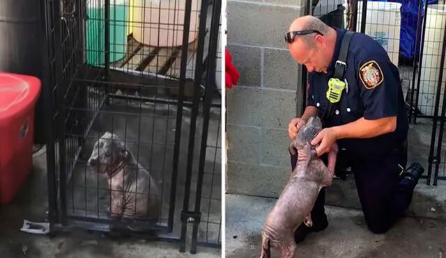 Un perro fue abandonado en la calle en malas condiciones y recibió la ayuda de un bombero, quien lo llevó a un albergue para que lo atiendan. Foto: Sacramento Fire Department/Facebook