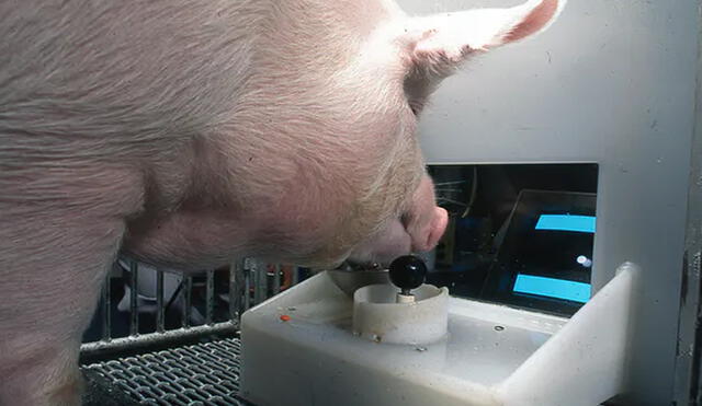 Un cerdo manejando un joystick con su hocico. Foto: Universidad Estatal de Pensilvania