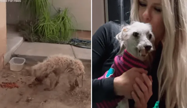 La canina tenía el cabello muy largo y desordenado, quizá por el largo tiempo que pasó caminando sin rumbo por las calles. Foto: captura de Facebook