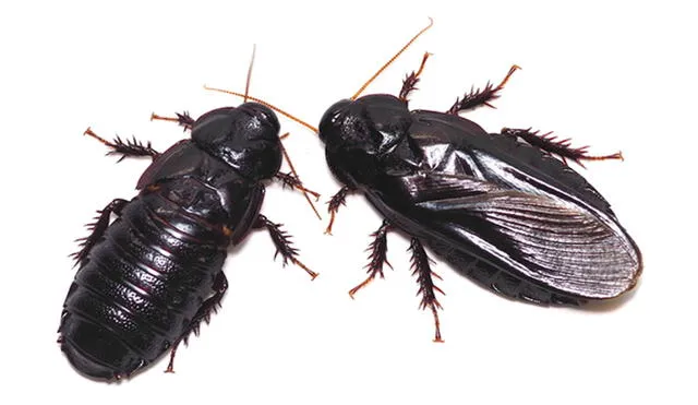 Adultos de Salganea taiwanensis, un tipo de cucaracha, antes (derecha) y después (izquierda) del comportamiento mutuo de comer alas. Foto: Osaki y Kasuya, Etología, 2021