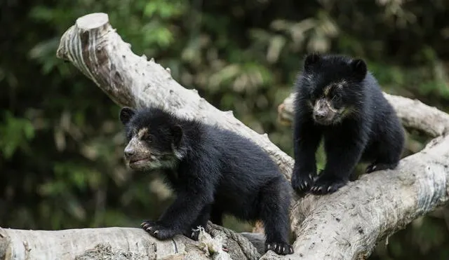 Mainie y Connie son dos osos de anteojos rescatados. Foto: Parque de las Leyendas