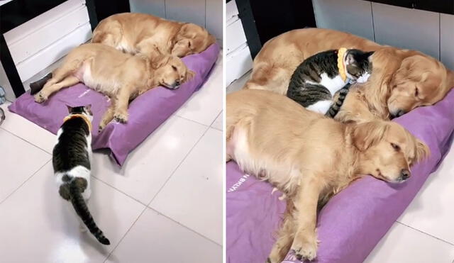 La cercanía entre este gatito y los dos canes de su dueña logró conmover a miles de usuarios en la red. Foto: captura de TikTok