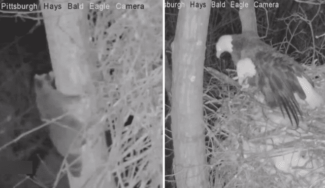 El astuto mapache subió al árbol para llevarse los huevos de la pareja de águilas. Foto: captura de YouTube