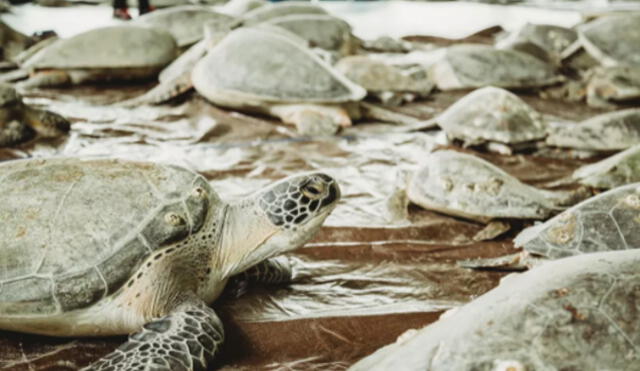 Según datos de la Federación Mundial de Vida Silvestre (WWF por sus siglas en inglés), las tortugas marinas están en la Tierra desde hace 100 millones de años. Foto: Sanjuana Zavala / Sea Turtle, Inc