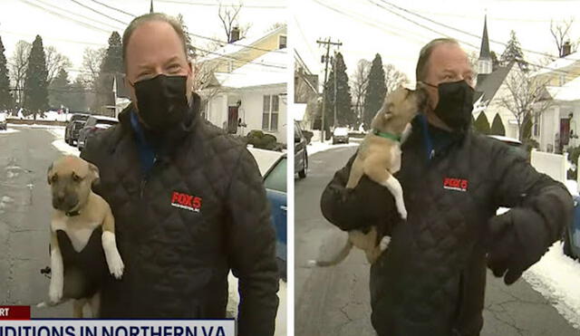 Un periodista detuvo su segmento de noticias para cargar a un pequeño animal que lo sorprendió en medio de un vecindario. Foto: captura de YouTube