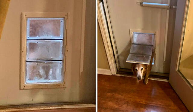 Una perrita salía por su puerta especial y se quedaba afuera unos segundos para aparentar que usaba el baño; sin embargo, su dueña descubrió su mentira. Foto: Cheryl Dorchinsky/ Facebook