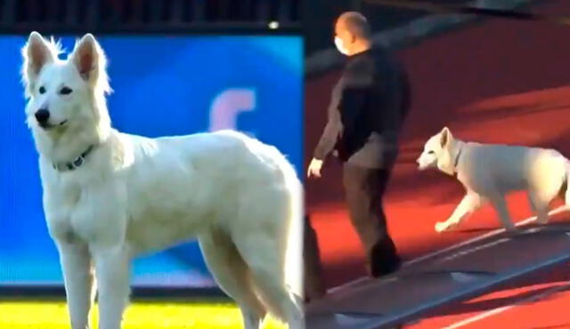 El perro invadió la cancha en pleno partido por la liga sueca. Foto: captura/Twitter