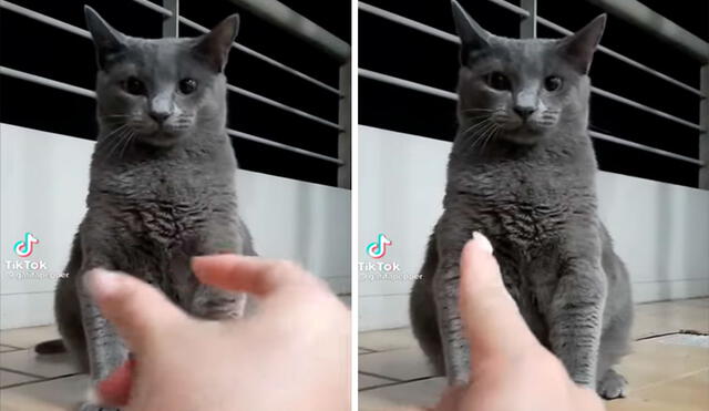 Un gato se mostró atento al escuchar las indicaciones de su dueña; sin embargo, hizo todo lo contrario al cometer una travesura. Foto: captura de TikTok