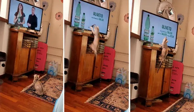 El felino sorprendió con su actitud y protagonizó una graciosa escena que se hizo viral en redes sociales. Foto: captura de TikTok