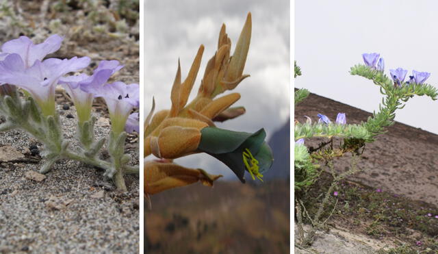 Hallazgo realizado enriquece el listado de especies de flora y fauna de Arequipa. Foto: UNSA