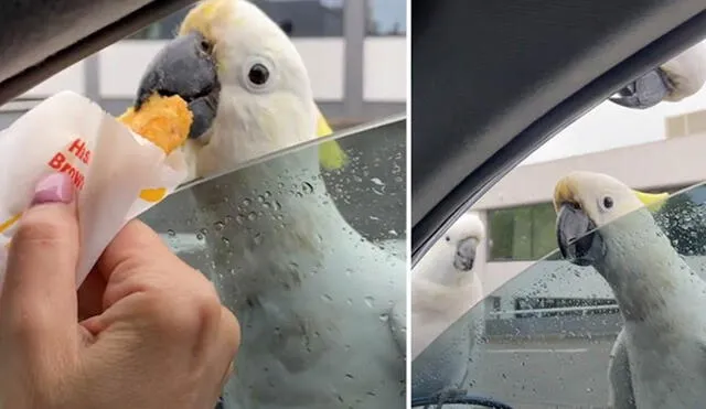 Una bandada de aves se acomodó en un auto estacionado para hacerle una curiosa petición a una mujer. Foto: captura de YouTube