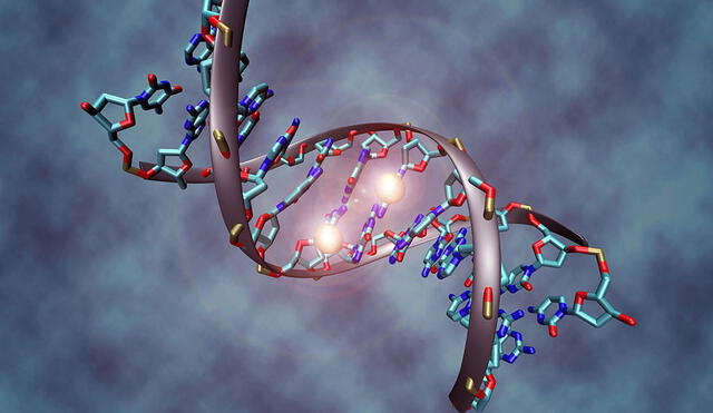 Representación de un gen (segmento de ADN). Imagen: Lumen Learning
