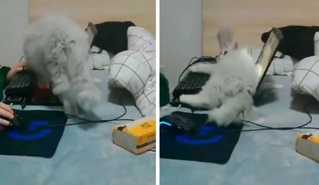 Una joven realizaba sus actividades en la laptop con normalidad; sin embargo, su inquieto gato quiso llamar su atención para obtener unas caricias. Foto: captura de TikTok