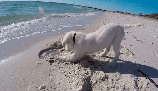 Perrito se molesta cuando el mar llena el hueco que había cavado en la arena. Foto: captura de YouTube