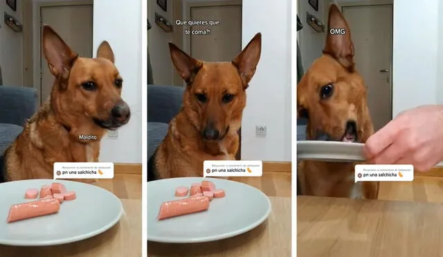 Un joven puso a prueba a su mascota tras ponerle un plato de comida al frente y esperar hasta que él regrese para recién disfrutarlo. Foto: captura de Facebook