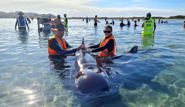 Las ballenas liberadas formaban parte de un grupo de unos 50 mamíferos descubiertos el lunes 22 de febrero. Foto: AFP