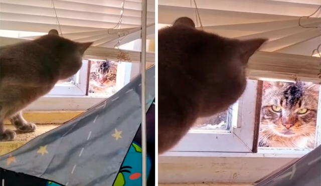 Un joven notó que un gato callejero quería entrar a escondidas a su hogar, pero se sorprendió con su furiosa reacción tras verse atrapado. Foto: captura de Facebook