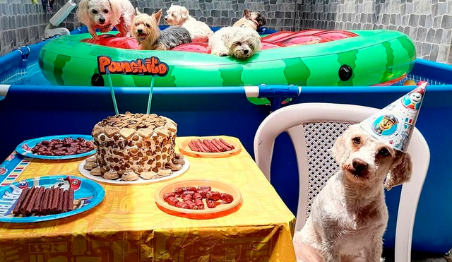 Panchito celebró su cumpleaños en un refugio junto a otras 10 mascotas. Foto: captura de Facebook