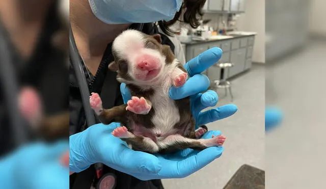 Skipper podría convertirse en el primer cachorro que se sobreponga a este mal congénito. Foto: Facebook / Neel Veterinary Hospital
