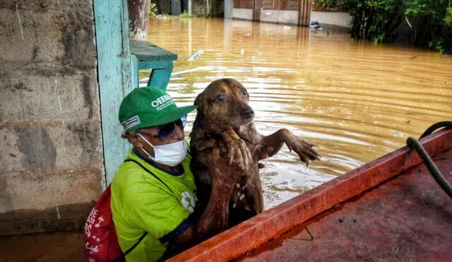 Inundaciones en Madre de Dios dejaron miles de damnificados. Foto: Paolo Peña