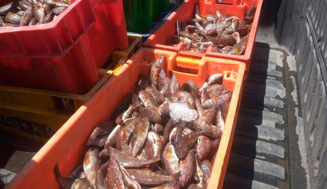 Autoridades incautaron especies marinas por no cumplir con talla para ser vendidas. Foto: MPS