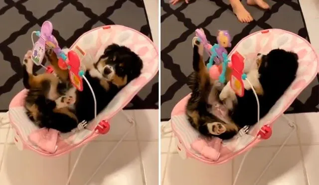 Un perro subió a una mecedora de bebé a escondidas para jugar; sin embargo, su travesura no salió a la perfección y fue descubierto. Foto: captura de Facebook