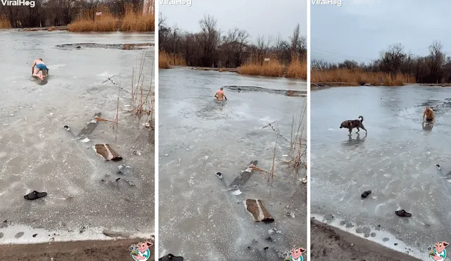 El perro esperaba que el hombre lo salve de las aguas heladas. Foto: captura de Facebook