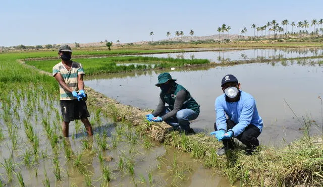 El Servicio Nacional de Sanidad Agraria intervino cultivos de arroz. Foto: Senasa