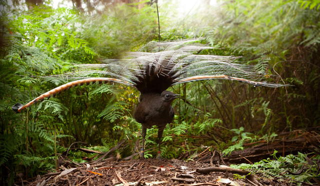 Los cantos del pájaro de lira incluyen sonidos de motosierras y obturadores de cámara. Foto: Alex Maisey