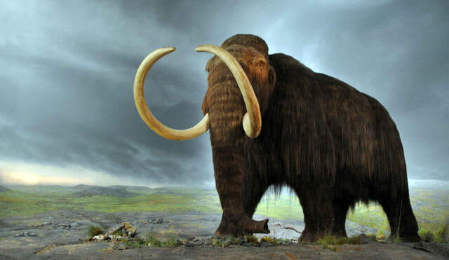 Debido al calor generado por su largo pelo, los mamuts se adaptaron al clima extremo de la edad de hielo. Foto: Wikimedia.