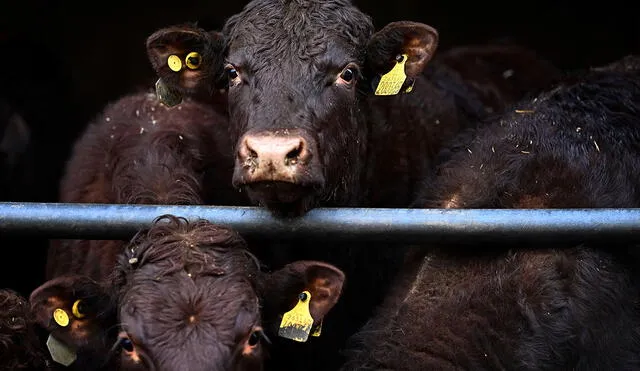 Un estudio realizado por veterinarios reflejó 85% del ganado presenta afecciones cutáneas de diversos tipos. Foto: AFP/referencial