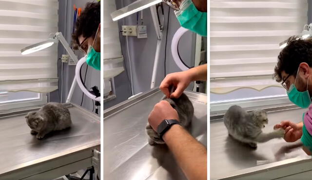 Un pequeño felino cayó en la trampa de un veterinario cuando lo distrajo para inyectarlo; sin embargo, demostró su enojo al intentar arañarlo. Foto: captura de Facebook