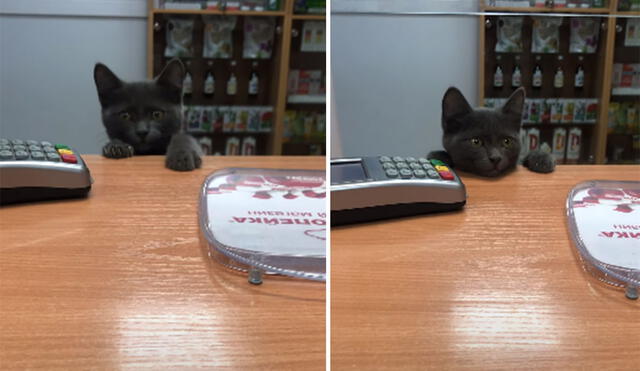 Este tierno gatito ha cautivado a miles de usuarios en las redes sociales con su inusual comportamiento. Foto: captura de TikTok