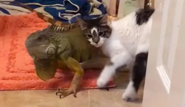 Un gato persiguió por toda la casa a una iguana para acariciarla; sin embargo, su ‘amigo’ trató de alejarse de su lado. Foto: captura de YouTube
