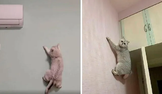 Una mujer descubrió a su mascota en lo alto de su aire acondicionado y le pidió que baje, pero se sorprendió al verla treparse en la pared con facilidad. Foto: captura de Facebook